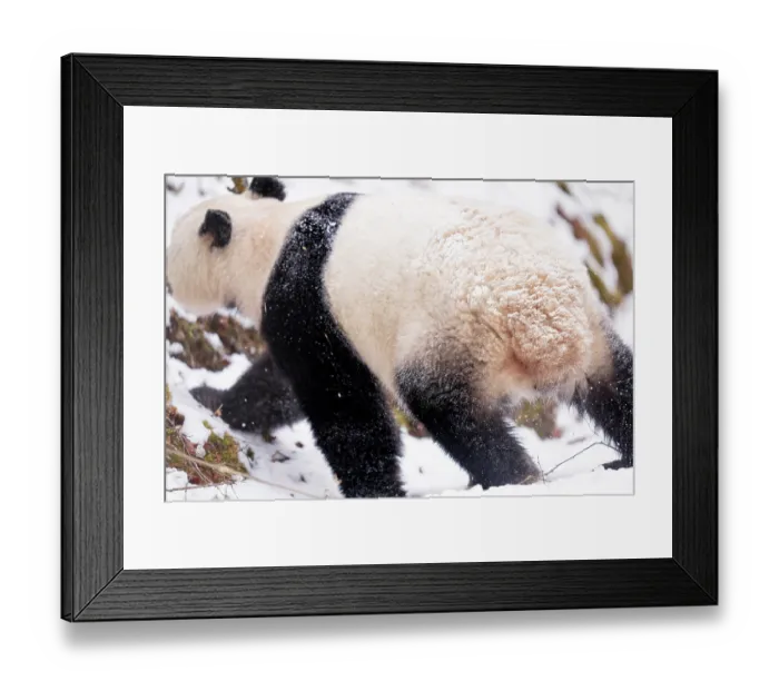 Framed Print : Giant panda (Ailuropoda melanoleuca) female in the wild, walking over snow, Giant Panda National Park, Sichuan, China. March. 2024 Framed Print : Giant panda (Ailuropoda melanoleuca) female in the wild, walking over snow, Giant Panda National Park, Sichuan, China. March. 2024