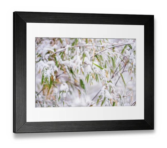 Framed Print : Bamboo (Bashania qingchengshanensis) leaves covered in snow, Jiajinshan National Forest Park, Sichuan, China. March Framed Print : Bamboo (Bashania qingchengshanensis) leaves covered in snow, Jiajinshan National Forest Park, Sichuan, China. March