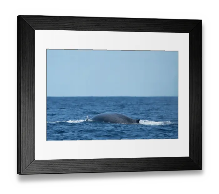 Framed Print : RF - Blue whale (Balaenoptera musculus) dorsal fin above water surface, Azores, Atlantic Ocean. Endangered. (This image may be licensed either as rights managed or royalty free.) Framed Print : RF - Blue whale (Balaenoptera musculus) dorsal fin above water surface, Azores, Atlantic Ocean. Endangered. (This image may be licensed either as rights managed or royalty free.)