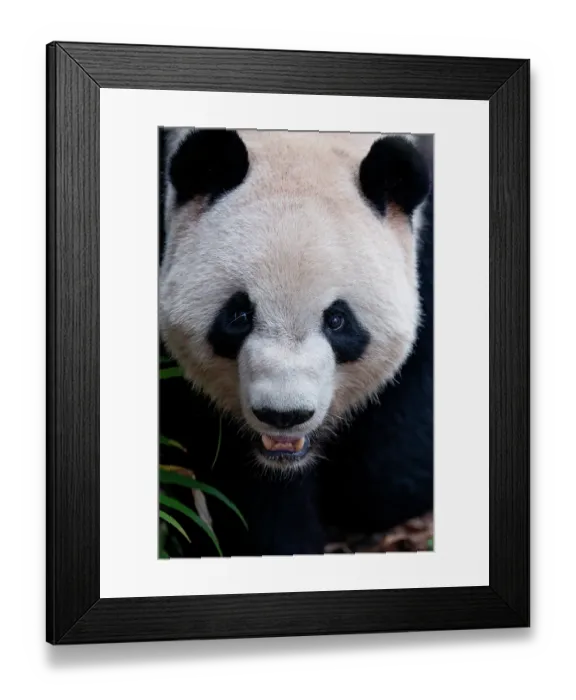 Framed Print : Giant panda (Ailuropoda melanoleuca) head portrait, Chengdu Panda Breeding Center, China. Captive Framed Print : Giant panda (Ailuropoda melanoleuca) head portrait, Chengdu Panda Breeding Center, China. Captive