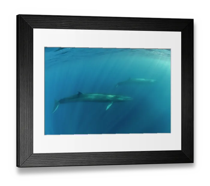 Framed Print : Two Sei whales (Balaenoptera borealis) swimming through sunrays, Azores, Atlantic Ocean. Endangered Framed Print : Two Sei whales (Balaenoptera borealis) swimming through sunrays, Azores, Atlantic Ocean. Endangered