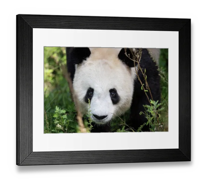 Framed Print : Giant panda (Ailuropoda melanoleuca) head portrait, Chengdu Panda Breeding Center, China. Captive Framed Print : Giant panda (Ailuropoda melanoleuca) head portrait, Chengdu Panda Breeding Center, China. Captive