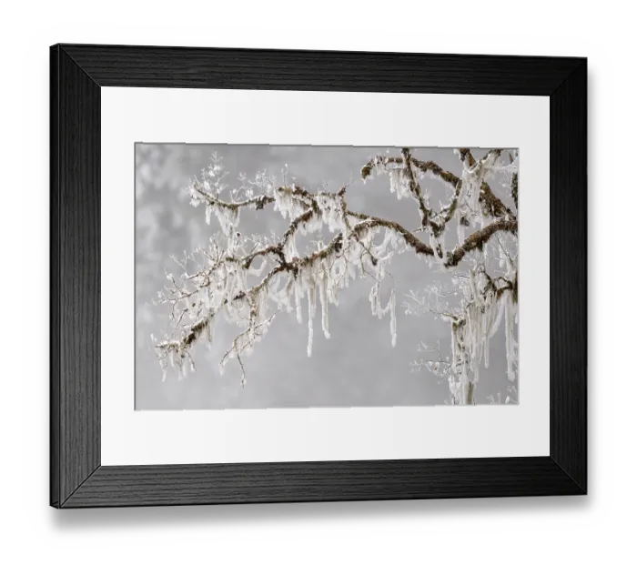 Framed Print : Frosty lichen-covered trees in mountain pine forest, Giant Panda National Park, Sichuan, China. March, 2024 Framed Print : Frosty lichen-covered trees in mountain pine forest, Giant Panda National Park, Sichuan, China. March, 2024