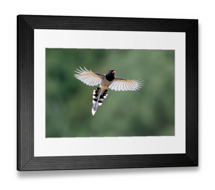 Framed Print : Red-billed blue magpie (Urocissa erythroryncha) in flight, Jiajinshan National Forest Park, Sichuan, China Framed Print : Red-billed blue magpie (Urocissa erythroryncha) in flight, Jiajinshan National Forest Park, Sichuan, China