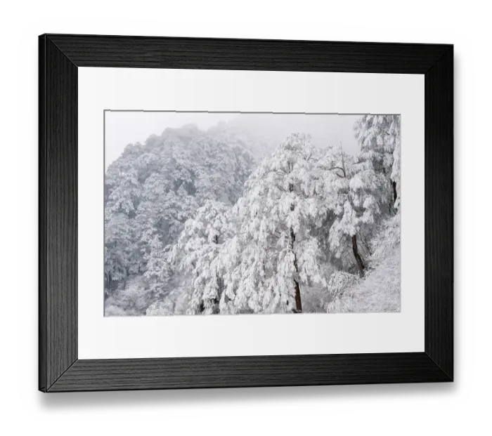 Framed Print : Frosty mountain pine forest landscapes, Giant Panda National Park, Sichuan, China. March, 2024 Framed Print : Frosty mountain pine forest landscapes, Giant Panda National Park, Sichuan, China. March, 2024