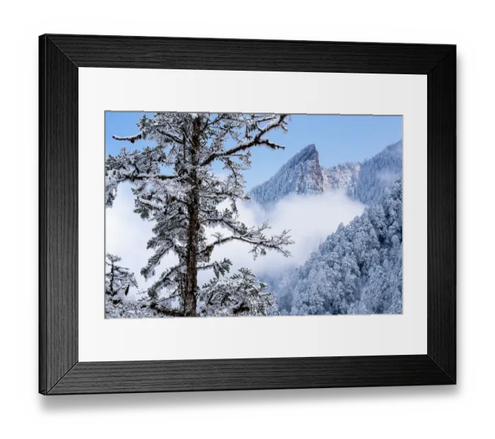 Framed Print : Frosty mountain pine forest landscape, Giant Panda National Park, Sichuan, China. March, 2024 Framed Print : Frosty mountain pine forest landscape, Giant Panda National Park, Sichuan, China. March, 2024