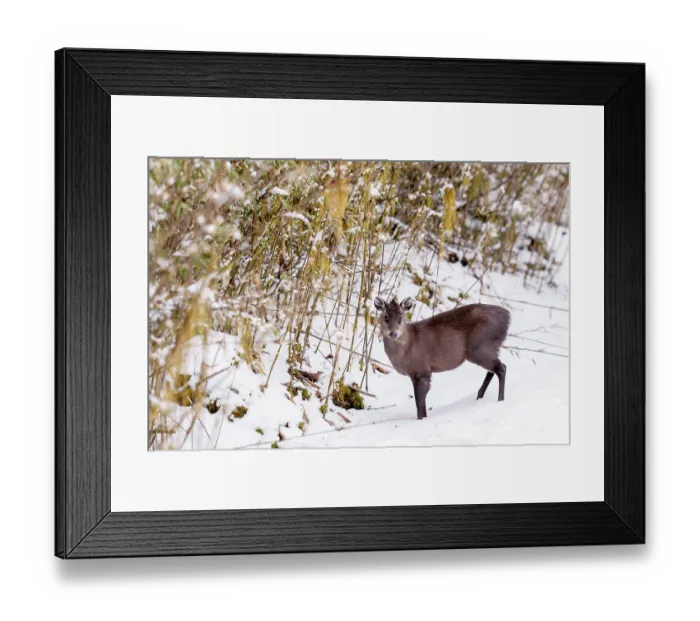 Framed Print : Tufted deer (Elaphodus cephalophus) standing on snow, Jiajinshan National Forest Park, Sichuan, China. March Framed Print : Tufted deer (Elaphodus cephalophus) standing on snow, Jiajinshan National Forest Park, Sichuan, China. March