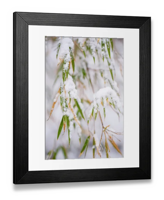 Framed Print : Bamboo (Bashania qingchengshanensis) leaves covered in snow, Jiajinshan National Forest Park, Sichuan, China. March Framed Print : Bamboo (Bashania qingchengshanensis) leaves covered in snow, Jiajinshan National Forest Park, Sichuan, China. March