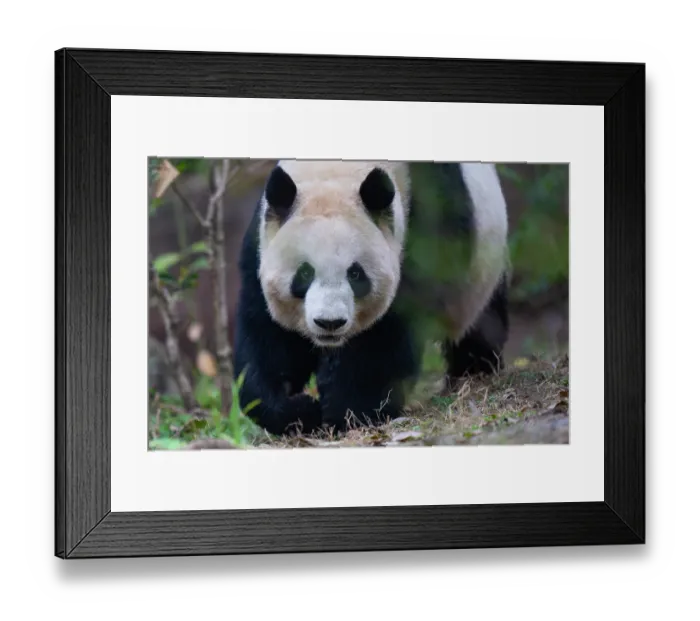Framed Print : Giant panda (Ailuropoda melanoleuca) portrait, Chengdu Panda Breeding Center, China. Captive Framed Print : Giant panda (Ailuropoda melanoleuca) portrait, Chengdu Panda Breeding Center, China. Captive