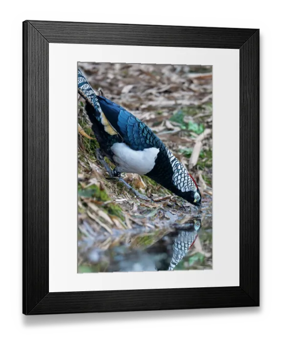 Framed Print : Lady Amherst's pheasant (Chrysolophus amherstiae) male, drinking from forest pool, Long Hua Nature Reserve, Bohai, Sichuan, China Framed Print : Lady Amherst's pheasant (Chrysolophus amherstiae) male, drinking from forest pool, Long Hua Nature Reserve, Bohai, Sichuan, China