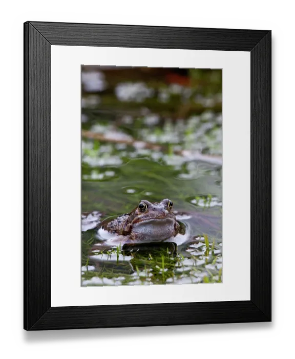 Framed Print : Common frog (Rana temporaria) in pond, La Seigneurie Gardens, Sark, Channel Islands. January Framed Print : Common frog (Rana temporaria) in pond, La Seigneurie Gardens, Sark, Channel Islands. January