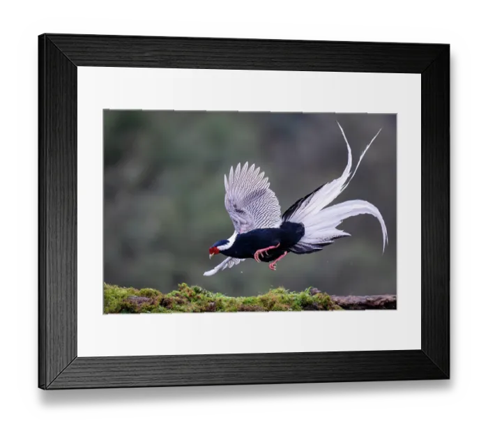 Framed Print : Silver pheasant (Lophura nycthemera) male, landing on the ground, Long Hua Nature Reserve, Bohai, Sichuan, China Framed Print : Silver pheasant (Lophura nycthemera) male, landing on the ground, Long Hua Nature Reserve, Bohai, Sichuan, China