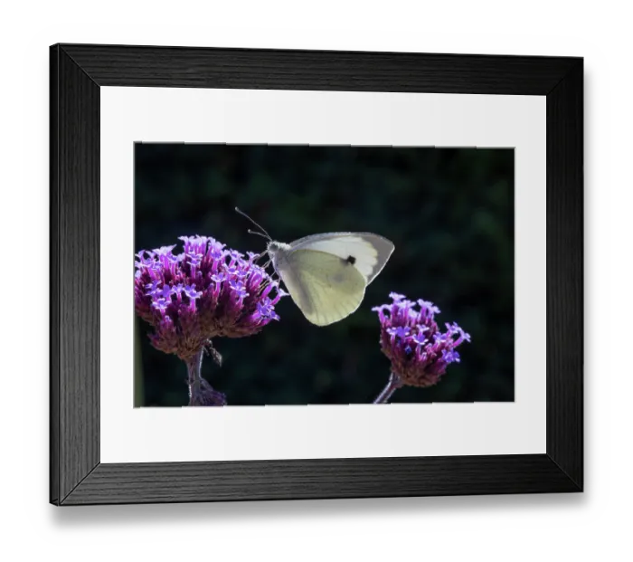 Framed Print : Large white butterfly (Pieris brassicae) on Verbena flower, La Seigneurie Gardens, Sark, Channel Islands. August Framed Print : Large white butterfly (Pieris brassicae) on Verbena flower, La Seigneurie Gardens, Sark, Channel Islands. August