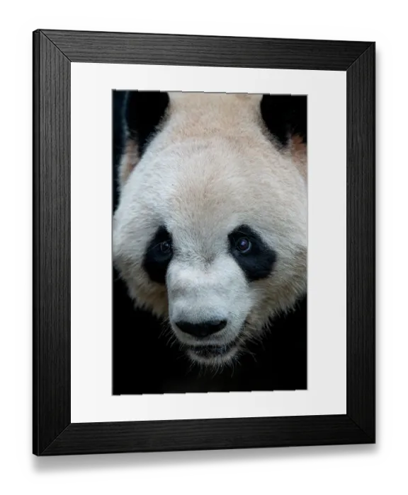 Framed Print : Giant panda (Ailuropoda melanoleuca) head portrait, Chengdu Panda Breeding Center, China. Captive Framed Print : Giant panda (Ailuropoda melanoleuca) head portrait, Chengdu Panda Breeding Center, China. Captive