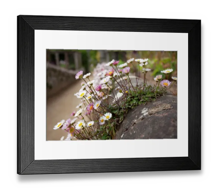 Framed Print : St Peter Port daisies (Erigeron karvinskianus) flowering on a stone wall, La Seigneurie Gardens, Sark, Channel Islands. June Framed Print : St Peter Port daisies (Erigeron karvinskianus) flowering on a stone wall, La Seigneurie Gardens, Sark, Channel Islands. June