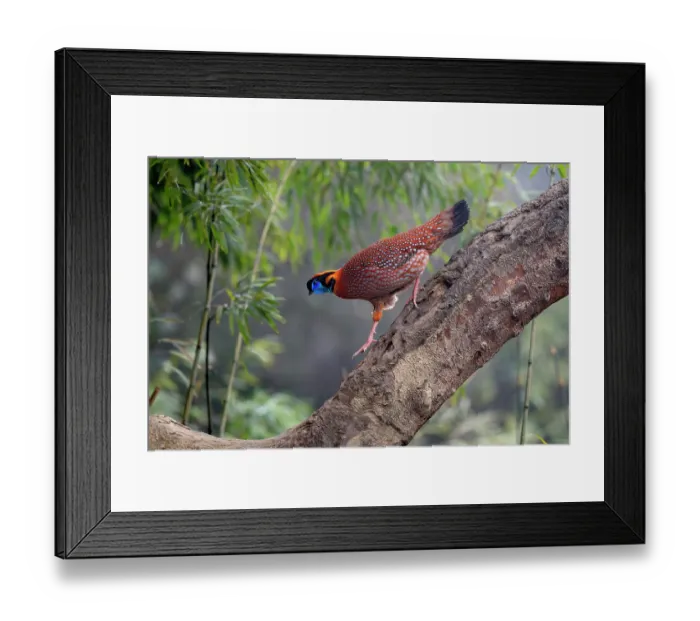 Framed Print : Temminck's tragopan (Tragopan temminckii) male, running along tree branch, Long Hua Nature Reserve, Bohai, Sichuan, China Framed Print : Temminck's tragopan (Tragopan temminckii) male, running along tree branch, Long Hua Nature Reserve, Bohai, Sichuan, China