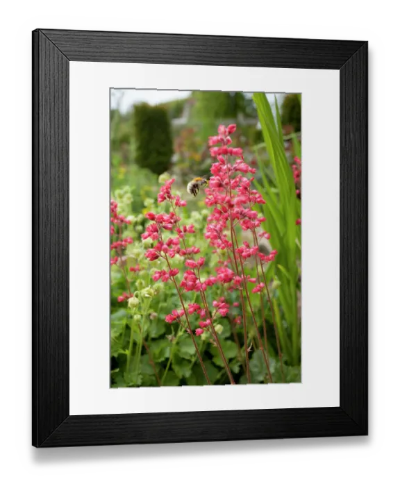 Framed Print : Weston pink coral bells (Heuchera x bryzoides Weston Pink') in flower, La Seigneurie Gardens, Sark, Channel Islands. June Framed Print : Weston pink coral bells (Heuchera x bryzoides Weston Pink') in flower, La Seigneurie Gardens, Sark, Channel Islands. June
