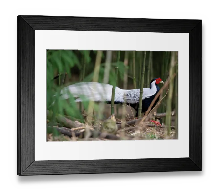 Framed Print : Silver pheasant (Lophura nycthemera) male, walking among bamboo, Long Hua Nature Reserve, Bohai, Sichuan, China Framed Print : Silver pheasant (Lophura nycthemera) male, walking among bamboo, Long Hua Nature Reserve, Bohai, Sichuan, China