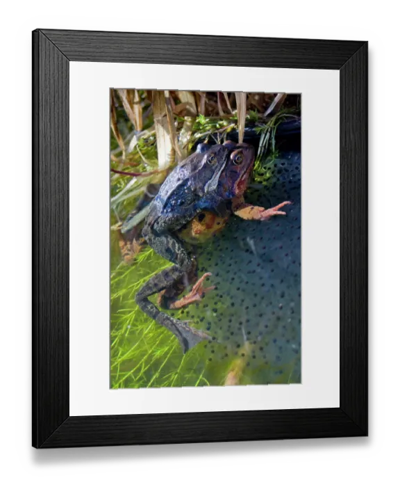Framed Print : Common frogs (Rana temporaria) pair in amplexus surrounded by frogspawn in pond, La Seigneurie Gardens, Sark, Channel Islands. February Framed Print : Common frogs (Rana temporaria) pair in amplexus surrounded by frogspawn in pond, La Seigneurie Gardens, Sark, Channel Islands. February