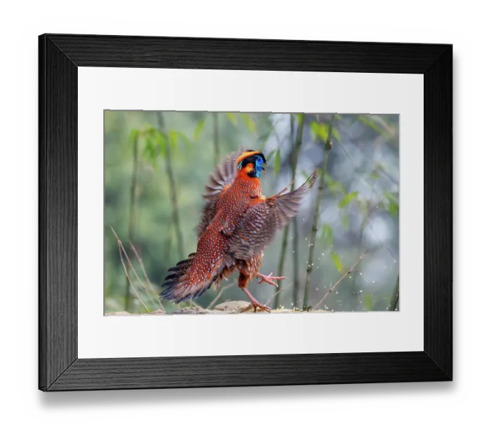 Framed Print : Temminck's tragopan (Tragopan temminckii) male, flapping wings and calling, Long Hua Nature Reserve, Bohai, Sichuan, China Framed Print : Temminck's tragopan (Tragopan temminckii) male, flapping wings and calling, Long Hua Nature Reserve, Bohai, Sichuan, China