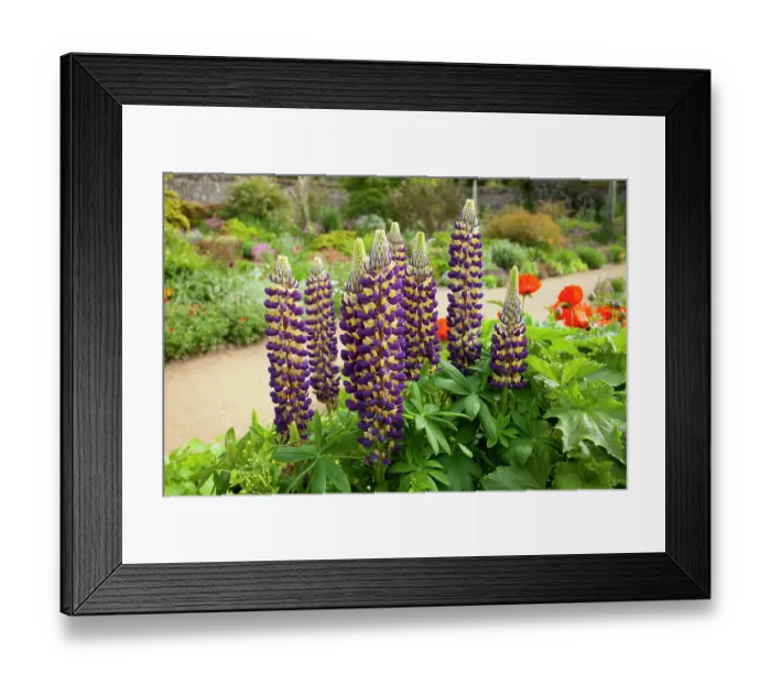 Framed Print : Lupins (Lupinus sp.) in flower, La Seigneurie Gardens, Sark, Channel Islands. June Framed Print : Lupins (Lupinus sp.) in flower, La Seigneurie Gardens, Sark, Channel Islands. June
