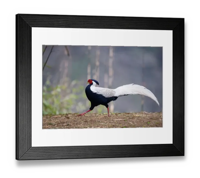 Framed Print : Silver pheasant (Lophura nycthemera) male, portrait, Long Hua Nature Reserve, Bohai, Sichuan, China Framed Print : Silver pheasant (Lophura nycthemera) male, portrait, Long Hua Nature Reserve, Bohai, Sichuan, China