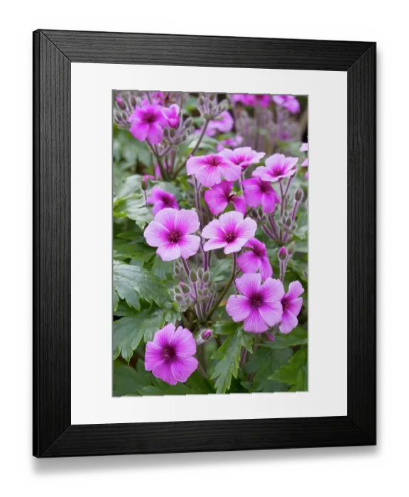 Framed Print : Giant herb roberts (Geranium maderense) in flower, La Seigneurie Gardens, Sark, Channel Islands. August Framed Print : Giant herb roberts (Geranium maderense) in flower, La Seigneurie Gardens, Sark, Channel Islands. August