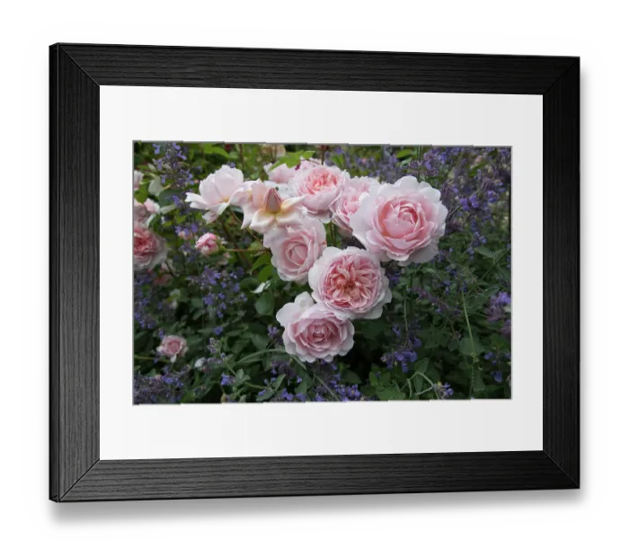 Framed Print : Roses (Rosa sp.) in flower in the walled garden, La Seigneurie Gardens, Sark, Channel Islands. June Framed Print : Roses (Rosa sp.) in flower in the walled garden, La Seigneurie Gardens, Sark, Channel Islands. June
