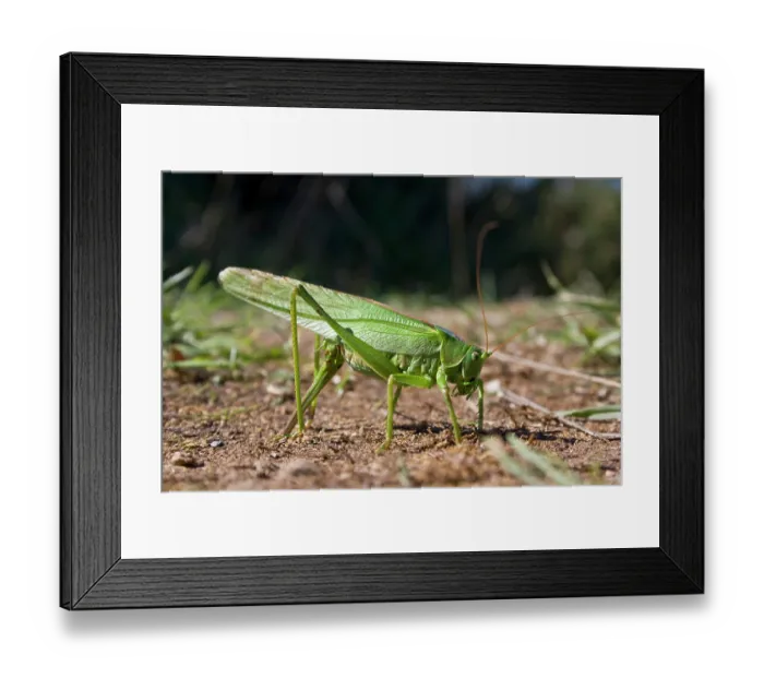 Framed Print : Great green bush-cricket (Tettigonia viridissima) female laying eggs, La Seigneurie Gardens, Sark, Channel Islands. August Framed Print : Great green bush-cricket (Tettigonia viridissima) female laying eggs, La Seigneurie Gardens, Sark, Channel Islands. August