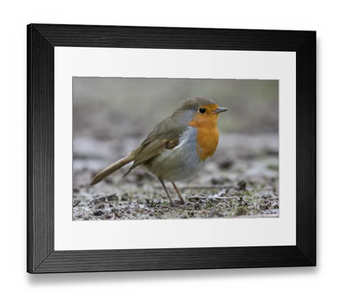 Framed Print : Robin (Erithacus rubecula) portrait, La Seigneurie Gardens, Sark, Channel Islands. January Framed Print : Robin (Erithacus rubecula) portrait, La Seigneurie Gardens, Sark, Channel Islands. January