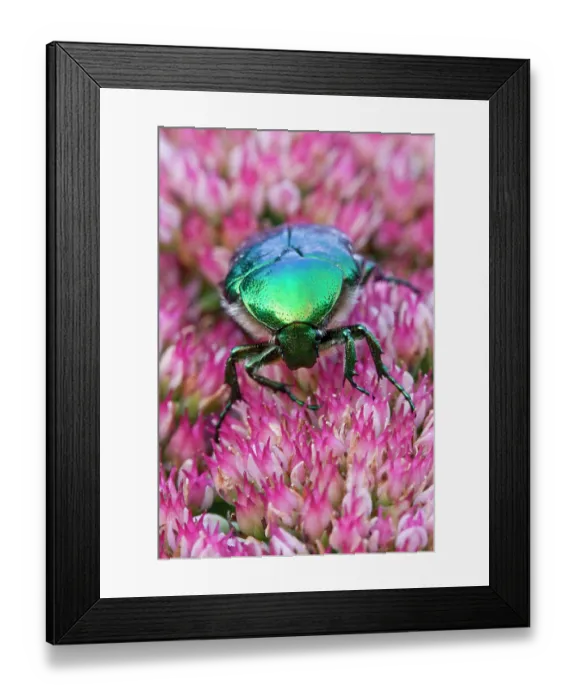 Framed Print : Rose chafer (Cetonia aurata) on Sedum flower, La Seigneurie Gardens, Sark, Channel Islands. August Framed Print : Rose chafer (Cetonia aurata) on Sedum flower, La Seigneurie Gardens, Sark, Channel Islands. August