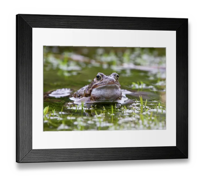 Framed Print : Common frog (Rana temporaria) in pond, La Seigneurie Gardens, Sark, Channel Islands. January Framed Print : Common frog (Rana temporaria) in pond, La Seigneurie Gardens, Sark, Channel Islands. January
