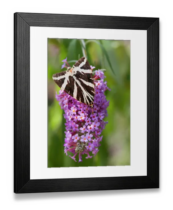 Framed Print : Jersey tiger moth (Euplagia quadripunctaria) on Buddleia flower, La Seigneurie Gardens, Sark, Channel Islands. August Framed Print : Jersey tiger moth (Euplagia quadripunctaria) on Buddleia flower, La Seigneurie Gardens, Sark, Channel Islands. August