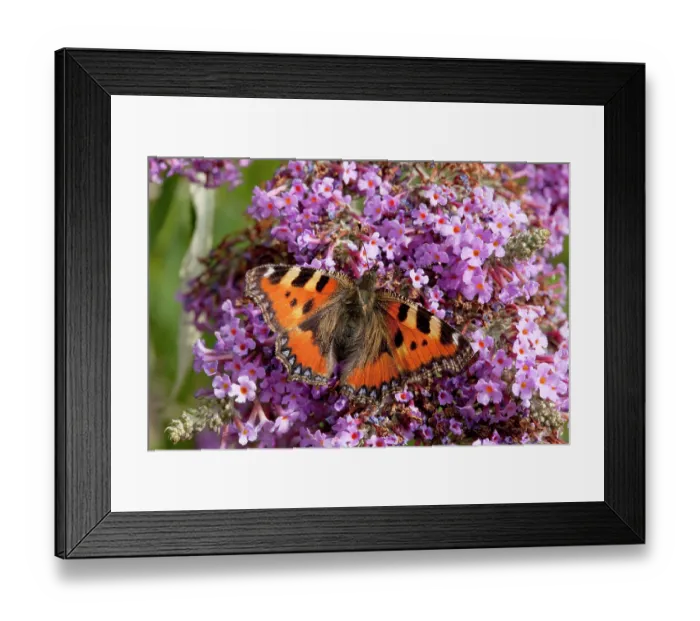 Framed Print : Small tortoiseshell butterfly (Aglais urticae) on Buddleia flower, La Seigneurie Gardens, Sark, Channel Islands. August Framed Print : Small tortoiseshell butterfly (Aglais urticae) on Buddleia flower, La Seigneurie Gardens, Sark, Channel Islands. August