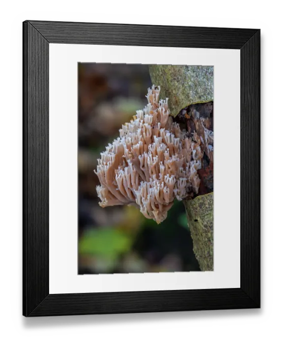 Framed Print : Crown coral (Artomyces pyxidatus) fungus growing on decaying wood in forest in autumn, Belgium. November Framed Print : Crown coral (Artomyces pyxidatus) fungus growing on decaying wood in forest in autumn, Belgium. November