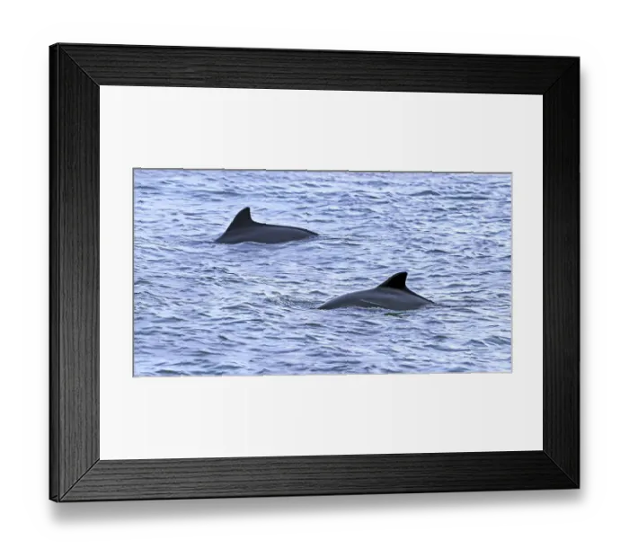 Framed Print : Two Harbour porpoises (Phocoena phocoena) showing their dorsal fin while surfacing along the North Sea coast, Zeeland, Netherlands. November Framed Print : Two Harbour porpoises (Phocoena phocoena) showing their dorsal fin while surfacing along the North Sea coast, Zeeland, Netherlands. November