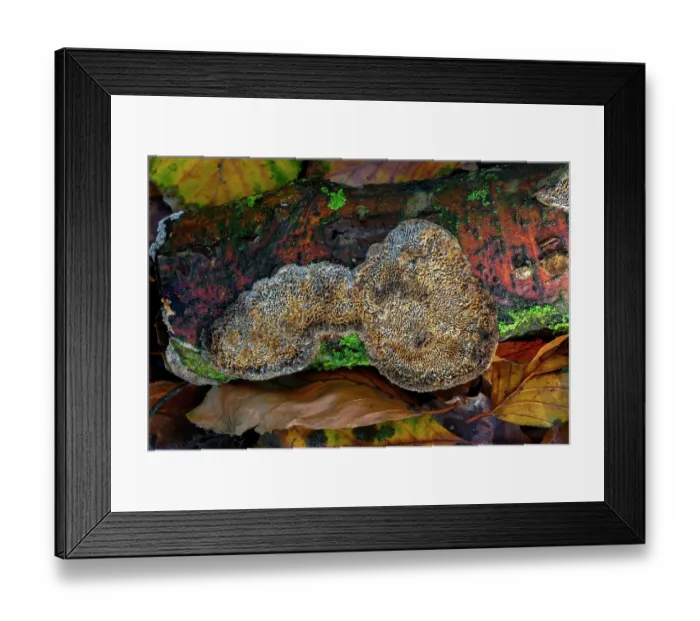 Framed Print : Common mazegill (Datronia mollis) poroid crust fungi causing white rot in hardwood trees in autumn forest, Belgium. November Framed Print : Common mazegill (Datronia mollis) poroid crust fungi causing white rot in hardwood trees in autumn forest, Belgium. November