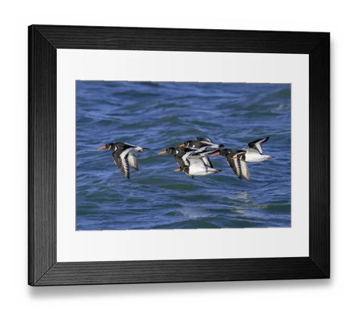 Framed Print : Eurasian oystercatchers (Haematopus ostralegus) flock in flight along the North Sea coast in winter, Zeeland, Netherlands. December