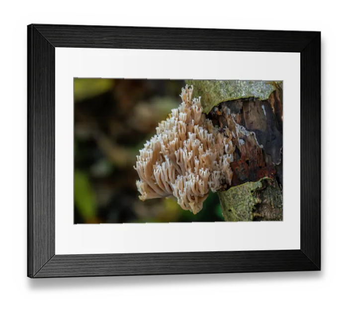 Framed Print : Crown coral (Artomyces pyxidatus) fungus growing on decaying wood in forest in autumn, Belgium. November Framed Print : Crown coral (Artomyces pyxidatus) fungus growing on decaying wood in forest in autumn, Belgium. November
