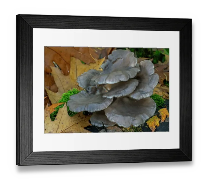 Framed Print : Oyster mushroom (Pleurotus ostreatus) growing on tree stump in forest in autumn, Belgium. November Framed Print : Oyster mushroom (Pleurotus ostreatus) growing on tree stump in forest in autumn, Belgium. November