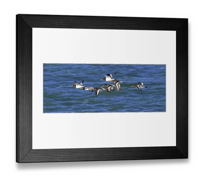 Framed Print : Eurasian oystercatchers (Haematopus ostralegus) flock in flight along the North Sea coast in winter, Zeeland, Netherlands. December Framed Print : Eurasian oystercatchers (Haematopus ostralegus) flock in flight along the North Sea coast in winter, Zeeland, Netherlands. December