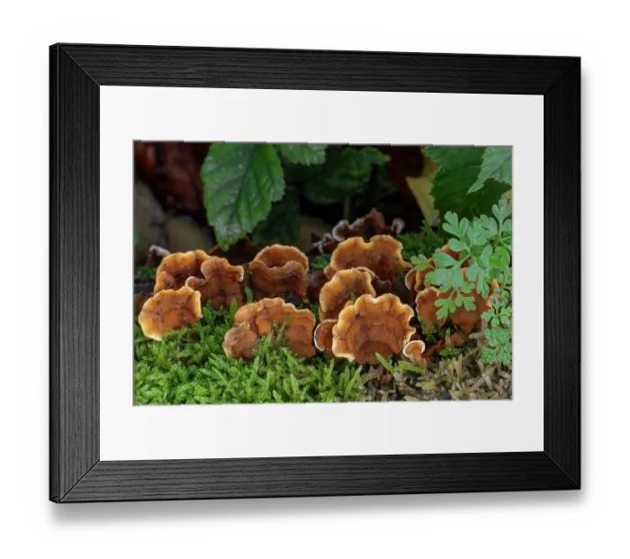 Framed Print : False turkey tail (Stereum hirsutum) fungus growing on dead wood in autumn forest, Belgium. November Framed Print : False turkey tail (Stereum hirsutum) fungus growing on dead wood in autumn forest, Belgium. November