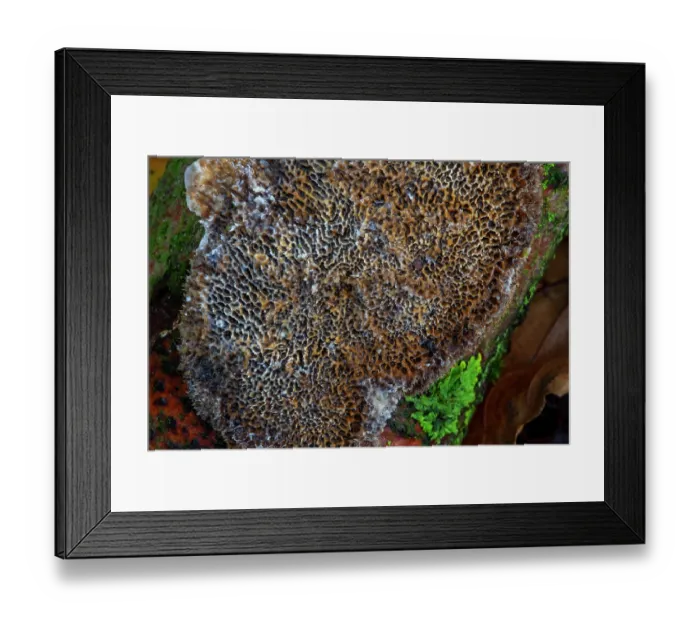 Framed Print : Common mazegill (Datronia mollis) poroid crust fungi causing white rot in hardwood trees in autumn forest, Belgium. November Framed Print : Common mazegill (Datronia mollis) poroid crust fungi causing white rot in hardwood trees in autumn forest, Belgium. November