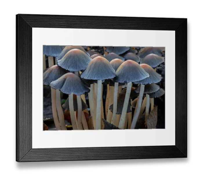 Framed Print : Mica cap (Coprinellus micaceus) fungi growing on rotten tree stump in autumn forest, Belgium. November