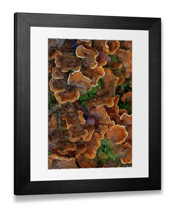 Framed Print : False turkey tail (Stereum hirsutum) fungus growing on dead wood in autumn forest, Belgium. November Framed Print : False turkey tail (Stereum hirsutum) fungus growing on dead wood in autumn forest, Belgium. November