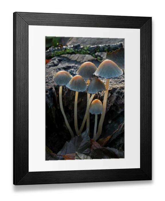 Framed Print : Mica cap (Coprinellus micaceus) fungi growing on rotten tree stump in autumn forest, Belgium. November Framed Print : Mica cap (Coprinellus micaceus) fungi growing on rotten tree stump in autumn forest, Belgium. November