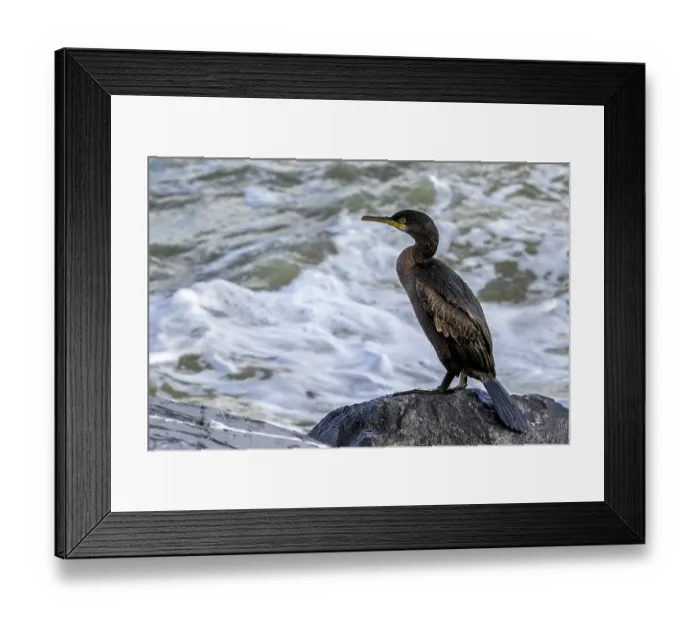 Framed Print : European shag (Phalacrocorax aristotelis) perched on rock along the North Sea coast, Ostend, Belgium. November Framed Print : European shag (Phalacrocorax aristotelis) perched on rock along the North Sea coast, Ostend, Belgium. November