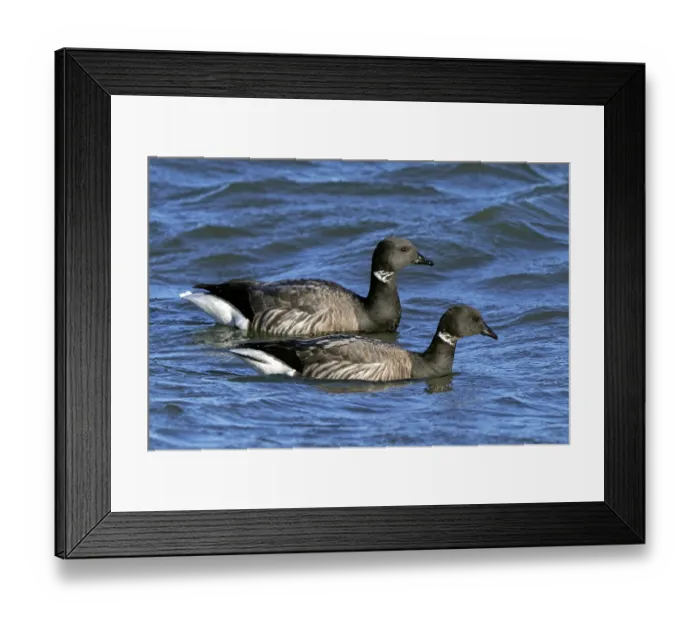 Framed Print : Two Brant geese (Branta bernicla) swimming along the North Sea coast in winter, Zeeland, Netherlands. December Framed Print : Two Brant geese (Branta bernicla) swimming along the North Sea coast in winter, Zeeland, Netherlands. December
