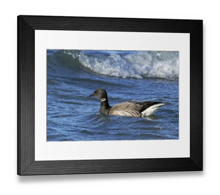 Framed Print : Brant goose (Branta bernicla) swimming along the North Sea coast in winter, Zeeland, Netherlands. December Framed Print : Brant goose (Branta bernicla) swimming along the North Sea coast in winter, Zeeland, Netherlands. December