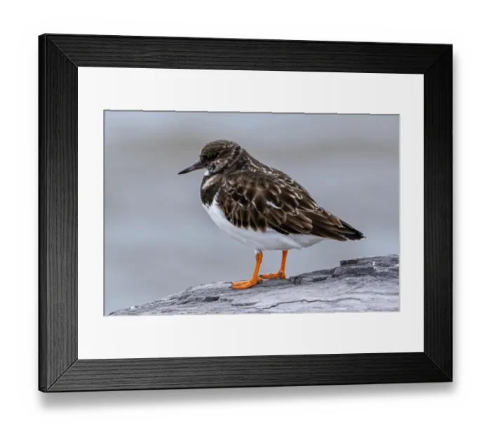 Framed Print : Ruddy turnstone (Arenaria interpres) in non-breeding plumage perched on rock along the North Sea coast in winter, Zeeland, Netherlands. December Framed Print : Ruddy turnstone (Arenaria interpres) in non-breeding plumage perched on rock along the North Sea coast in winter, Zeeland, Netherlands. December